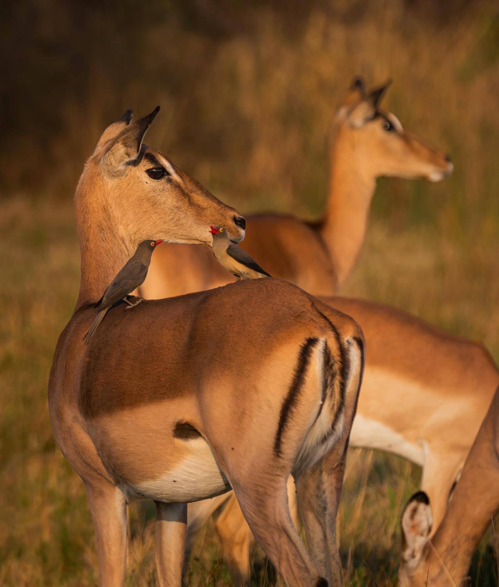 Out In Africa Wildlife Lodge Hammanskraal Esterno foto