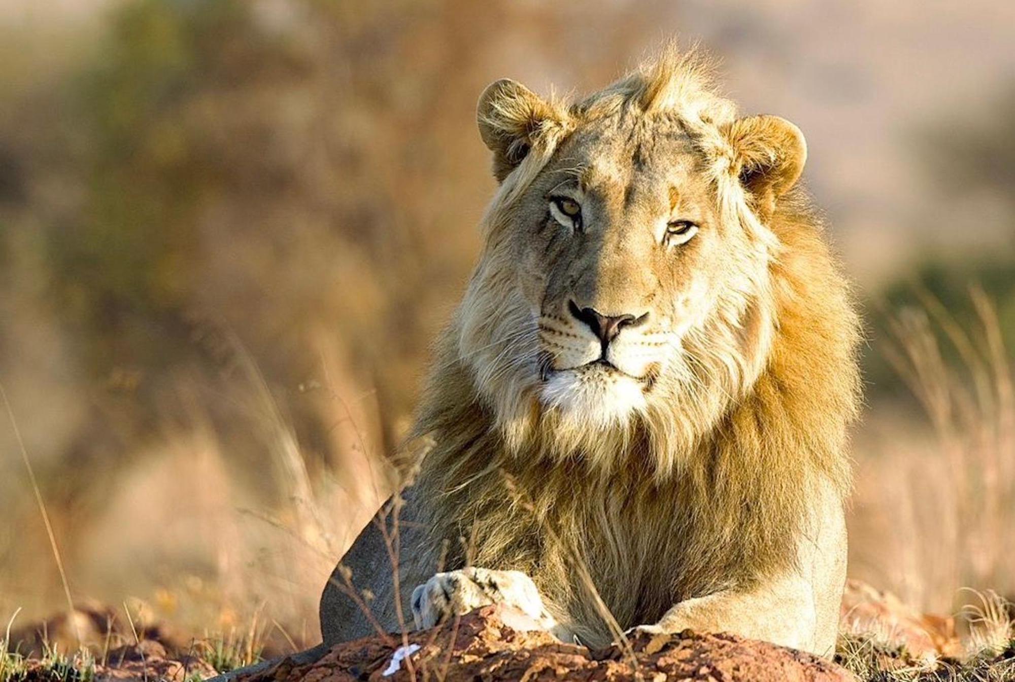 Out In Africa Wildlife Lodge Hammanskraal Esterno foto