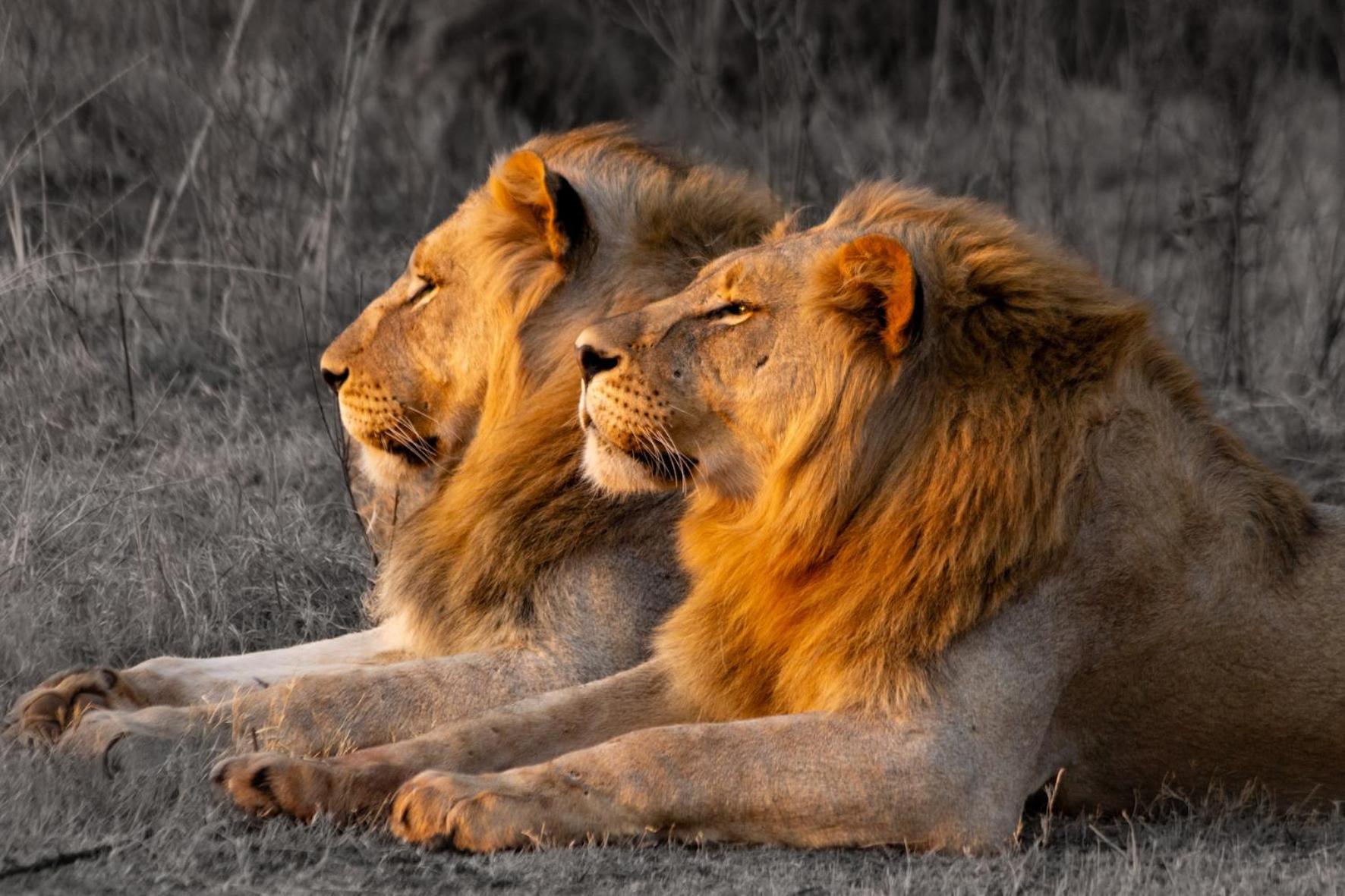 Out In Africa Wildlife Lodge Hammanskraal Esterno foto